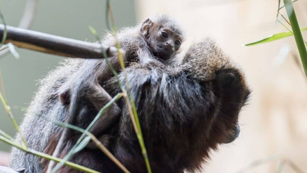 Das Sumpfspringaffen-Baby im Zoo Basel ist knapp einen Monat alt. Es lässt sich inzwischen nicht nur von seiner Mutter, sondern auch vom Vater und seinen drei Geschwistern auf dem Rücken herumtragen.