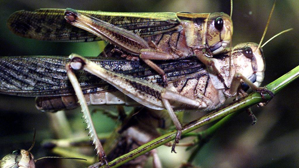 Weniger unterschiedliche schweizerdeutsche Wörter für Heuschrecken