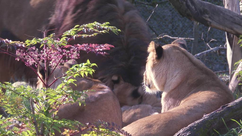 Familienglück: Löwenfamilien im Walterzoo vereint