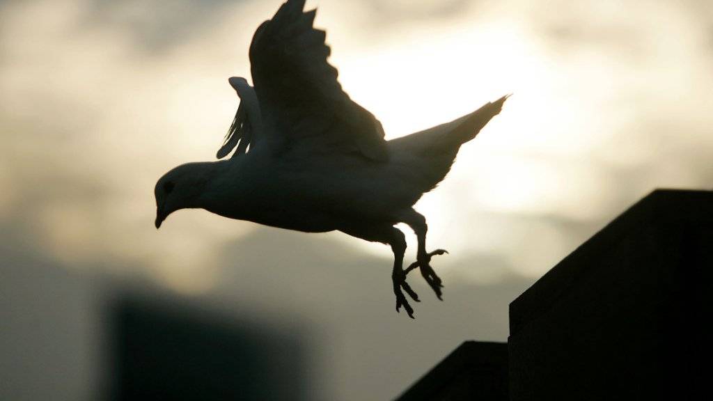 Das Bundesgericht hat eine bedingte Freiheitsstrafe für einen Taubenzüchter bestätigt, der Raubvögel vergiftete. (Symbolfoto)