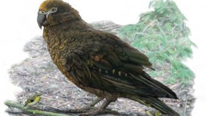 Überreste von Riesen-Papagei in Neuseeland entdeckt