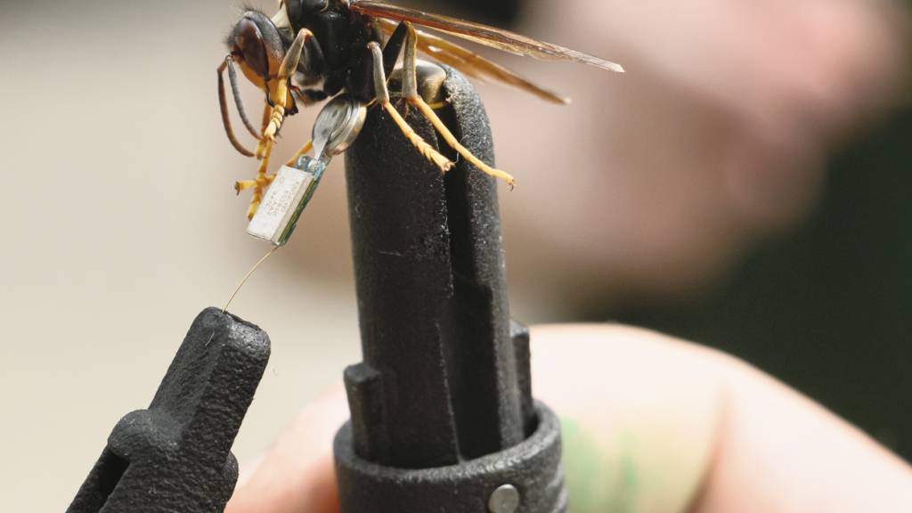 Um Nester der Asiatischen Hornisse aufzuspüren, statten Frewillige sie mit winzigen Sendern aus.