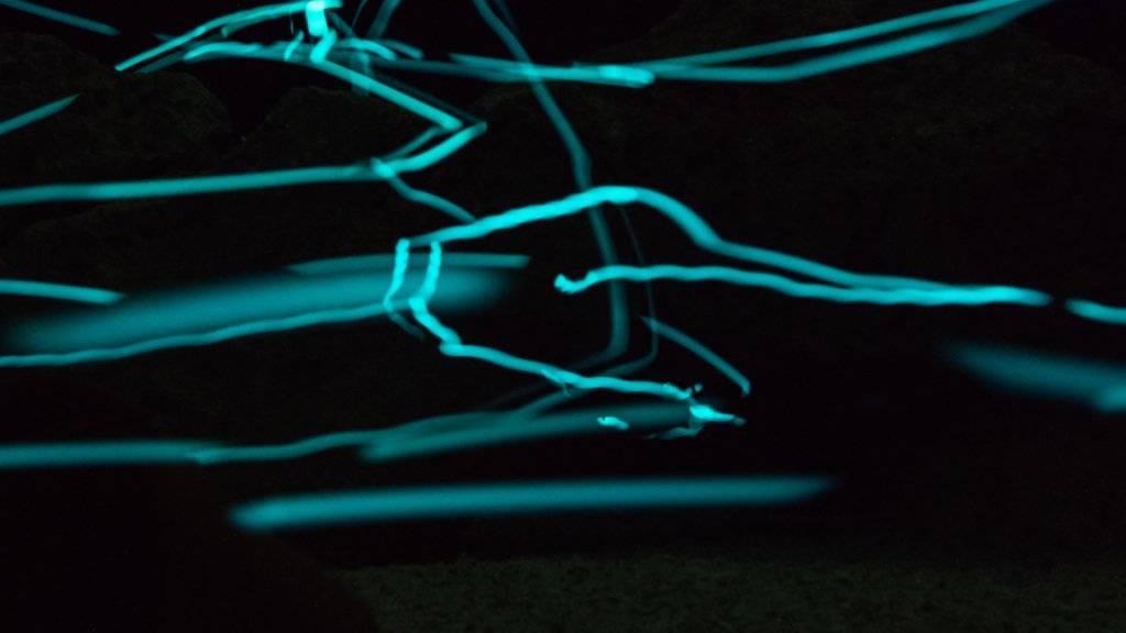 Diese abstrakte 3D-Zeichnung zeigt Leuchtspuren von Laternenfischen, die neu im Basler Zolli leben. So richtig zu sehen sind die lichtscheuen Tiere in der Dunkelheit jedoch nicht.