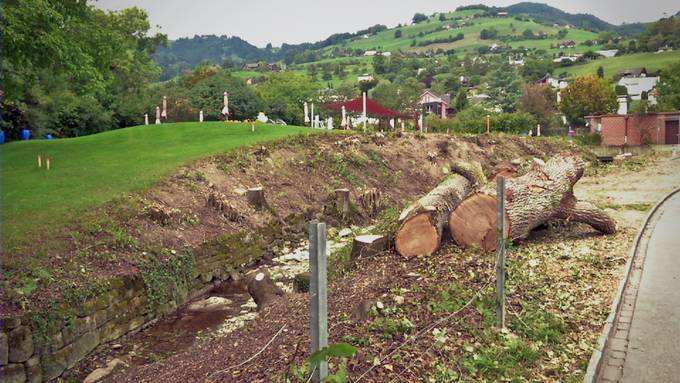 Über hundert Jahre alte Eichen gefällt