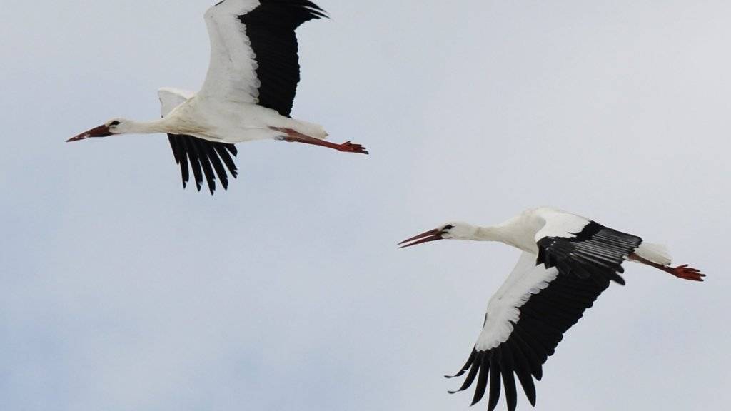 Weissstörche in der Schweiz fliegen im Winter weniger weit in den Süden oder verzichten ganz auf die strapaziöse und gefährliche Reise. Weshalb, ist ein Rätsel für Vogelkundler.