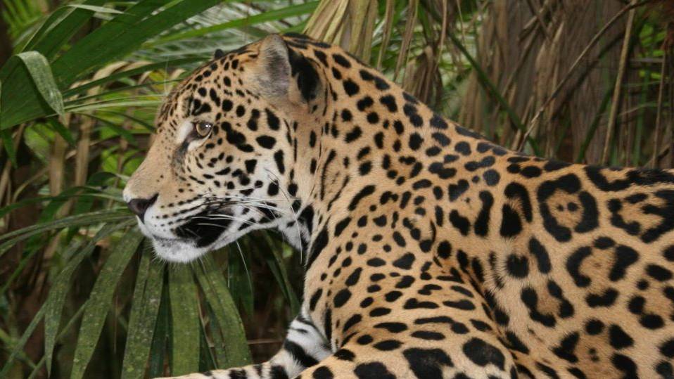Im neu geschaffenen Nordostkorridor leben etwa 26 Jaguare.