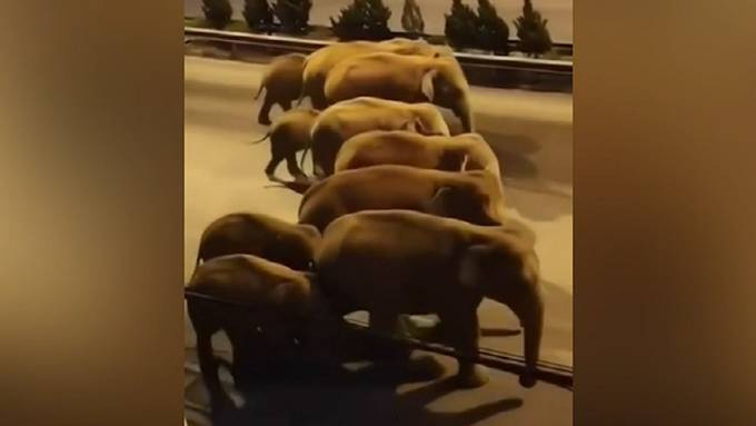 15 Elefanten wandern quer durch China
