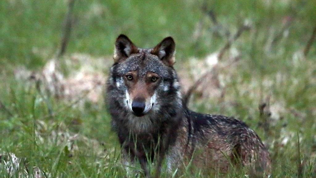 Im Turtmanntal im Oberwallis wurde Ende Juni ein Lamm durch einen Wolf gerissen. (Archivbild)