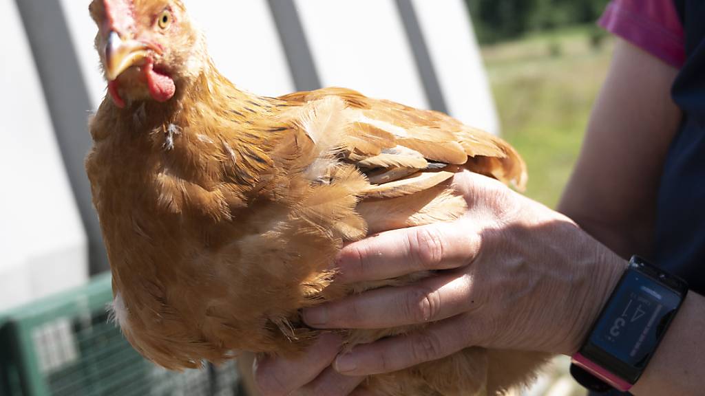 Ein Permakultur-Bauer aus der Region Winterthur ignorierte die Vogelgrippe-Schutzmassnahmen. Dafür hat ihn das Bezirksgericht Winterthur nun verurteilt. (Symbolbild)