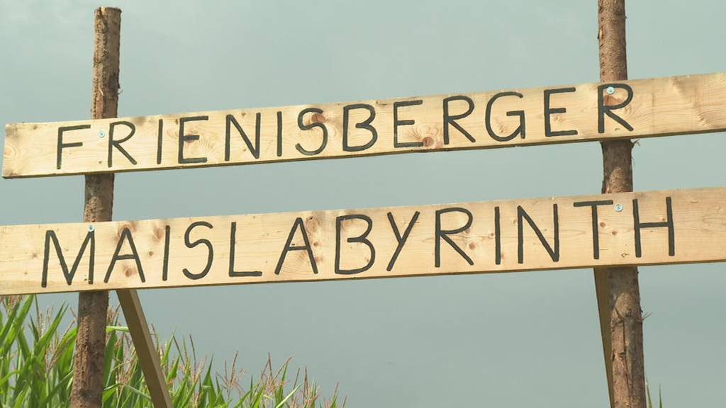 Maislabyrinth in Frienisberg trotzt schlechtem Wetter