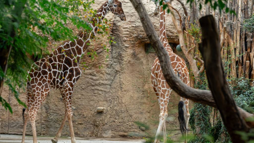 Giraffenbulle Obi erkundigt sein neues Zuhause im Zoo Zürich und lernt die Weibchen kennen (im Bild Luna, rechts).