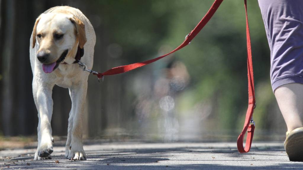 Die Hundetaxen werden auch für das Erstellen von Anzeigen wegen Leinenpflicht-Verstössen verwendet.
