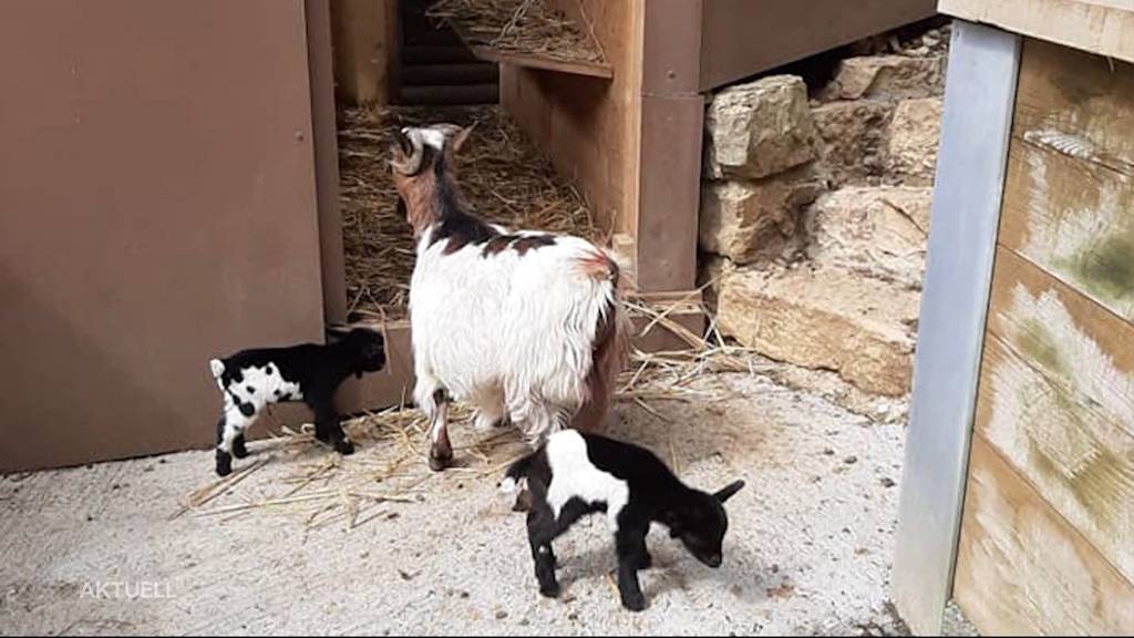 Drei Ziegenbabys aus Oltner Tierpark verschwunden