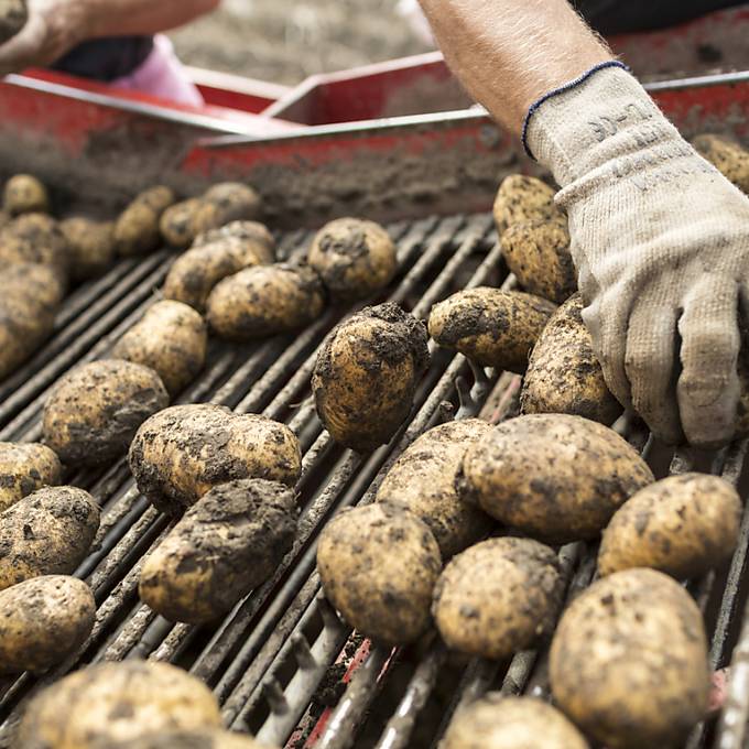Zürcher Kartoffelbauern befürchten schwieriges Jahr für Pommes frites