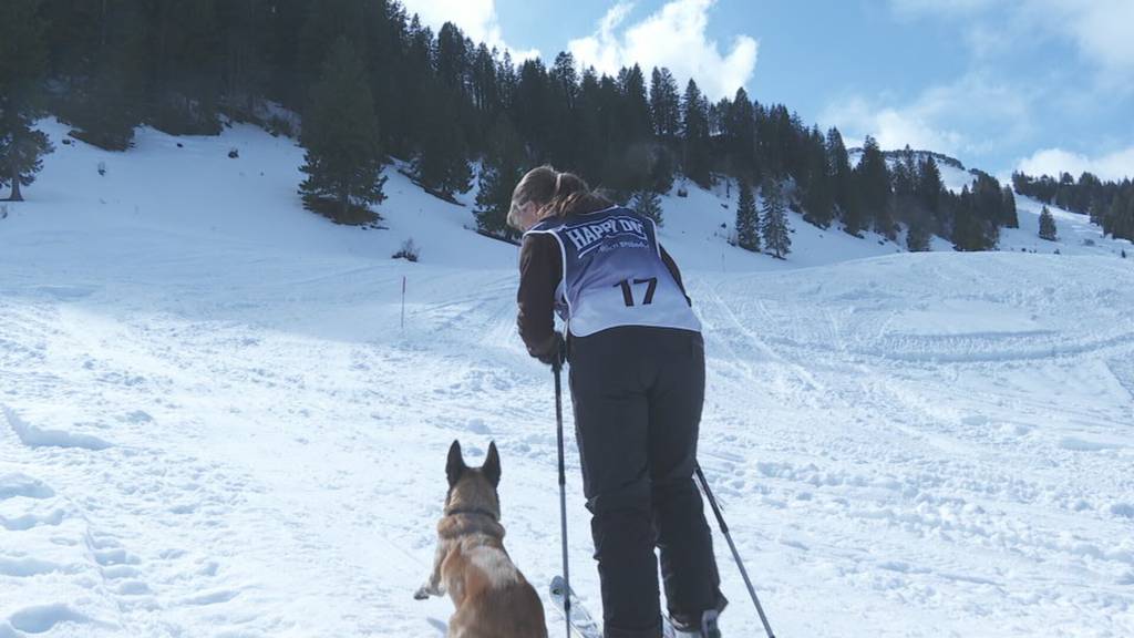 Lawinenhunde messen sich auf dem Stoos