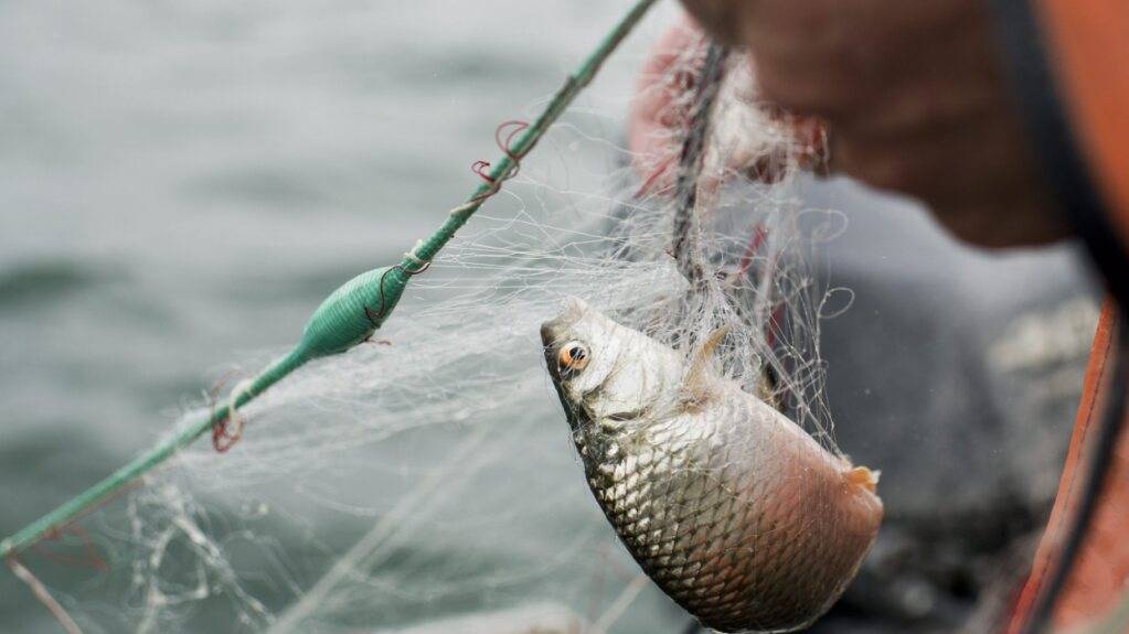 Die Berufsfischer auf dem Zugersee dürfen keine Egli mehr verkaufen. (Symbolbild)