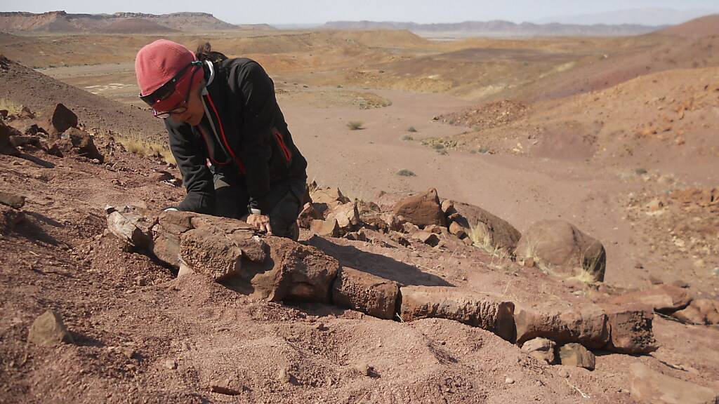 Forscherin Claudia Marsicano untersucht die in Namibia gefundenen versteinerten Überreste eines Salamander-förmigen Räubers.