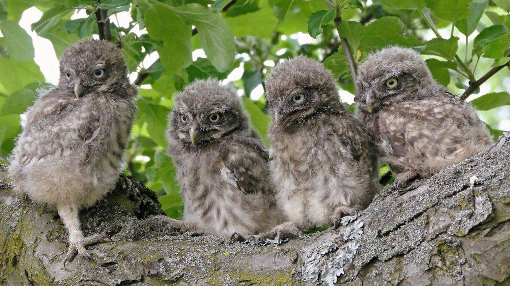 Um die hungrigen Schnäbel ihrer Jungen zu stopfen, sind Steinkauzeltern nachts ständig unterwegs. Die Nahrungssuche gelingt dabei in kleinen aber strukturreichen Gebieten besser als in grossen, monotonen Ackerlandschaften.