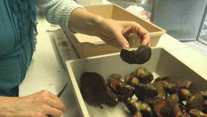 Guter Start in Pilzsaison