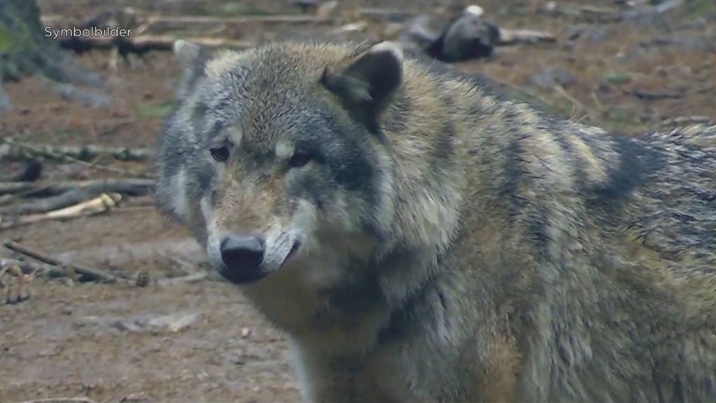 Petition fordert Wolfs-Abschuss