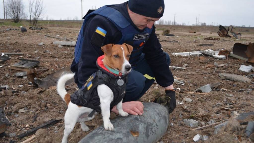 Bomben-Schnüffler Patron wird zum ukrainischen Helden
