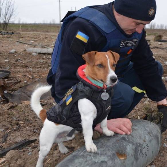 Bomben-Schnüffler Patron wird zum ukrainischen Helden