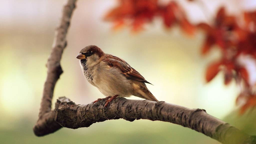 Vogelzählung