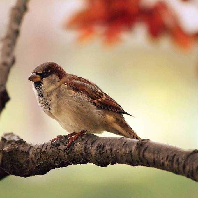 Vogelzählung