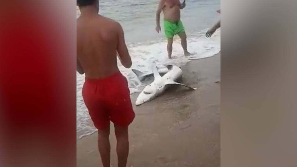 Badegäste ziehen auf Sardinien einen Blauhai an den Strand