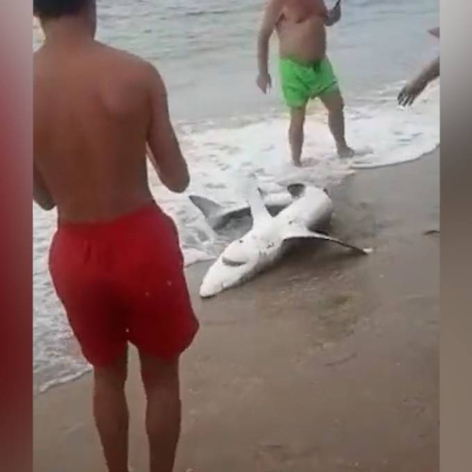 Badegäste ziehen auf Sardinien einen Blauhai an den Strand