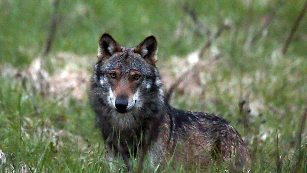 Hüterin der Wolfsrechte kritisiert Wolfsabschüsse in der Schweiz