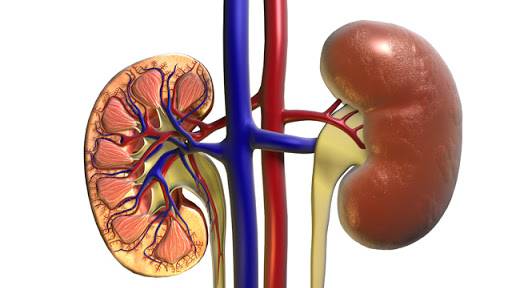 In addition to the lungs, the kidneys are most commonly affected if Covid-19 is severe.