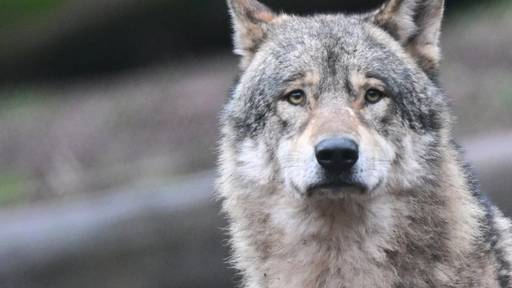 Erstmals wird in Lörrach ein Wolf gesichtet