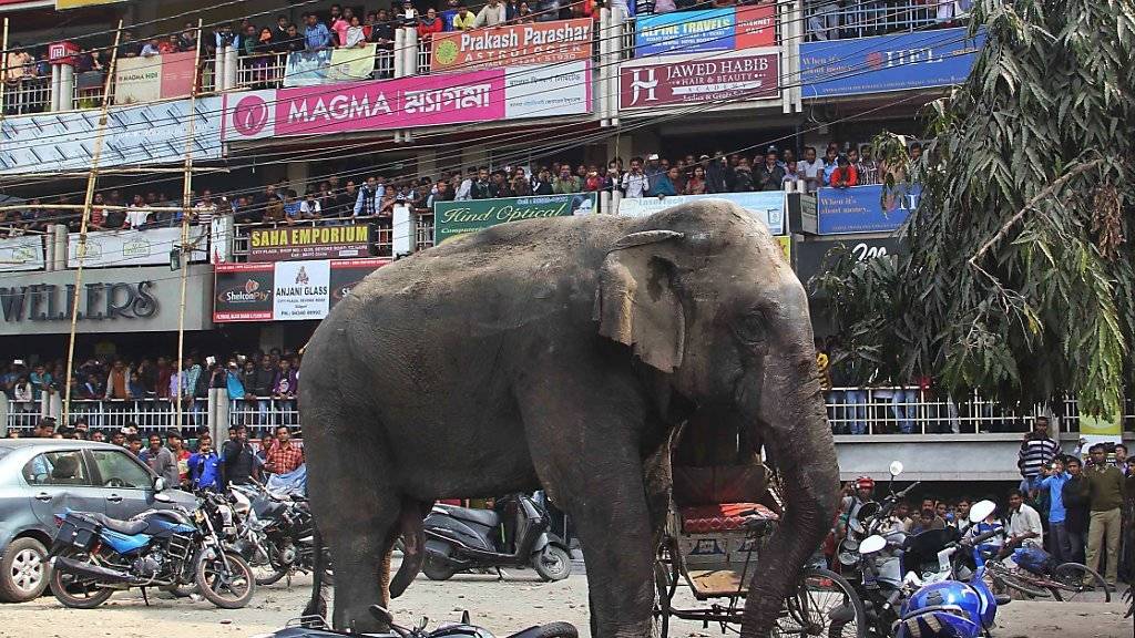Elefanten in Indien rücken wegen Mangels an Lebensraum immer näher am Siedlungen heran. Der Elefant, der in einer nordindischen Stadt wütete, ist ein wildes Tier.