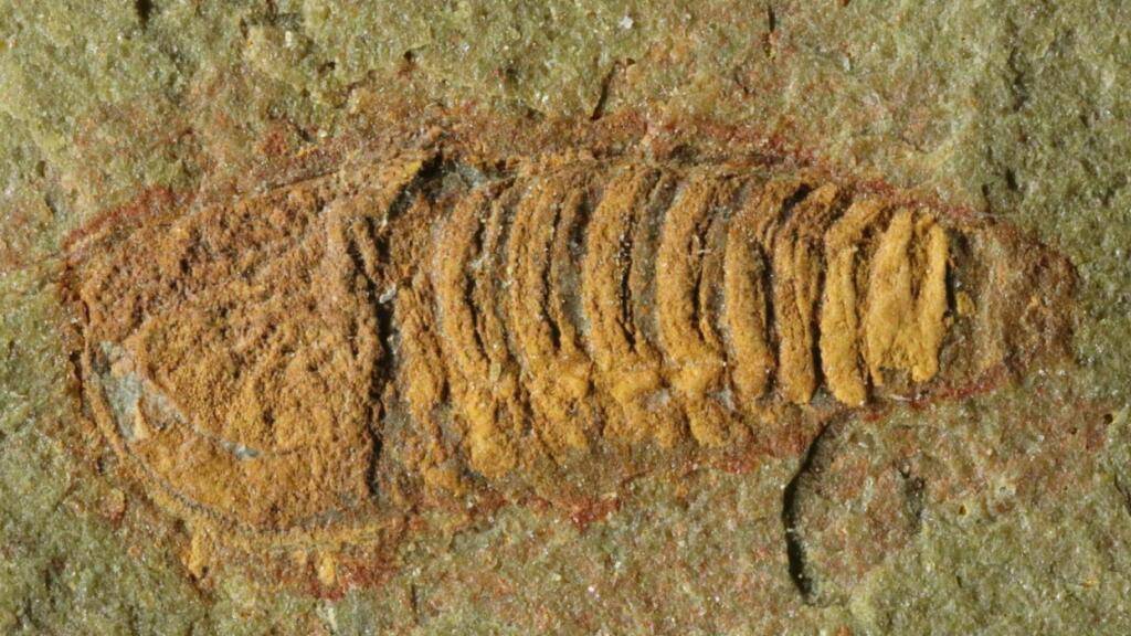 Das in Marokko entdeckte Fossil schliesst eine Lücke im Stammbaum der Skorpione.