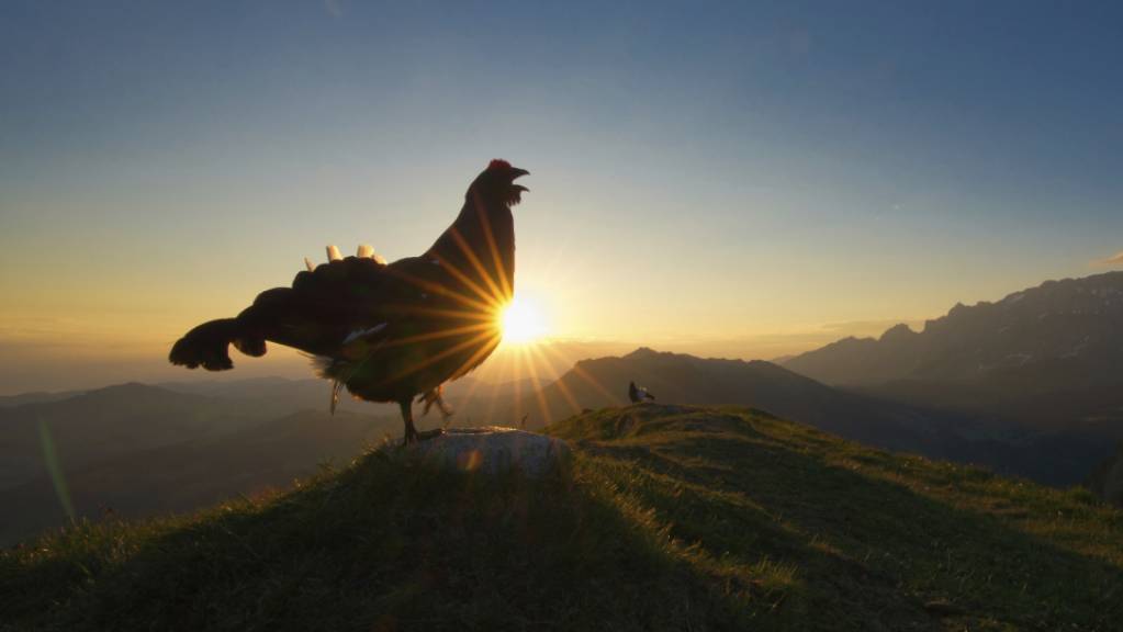 Das Bild des Birkhahns im Morgenlicht gewinnt den diesjährigen Fotowettbewerb der Vogelwarte.