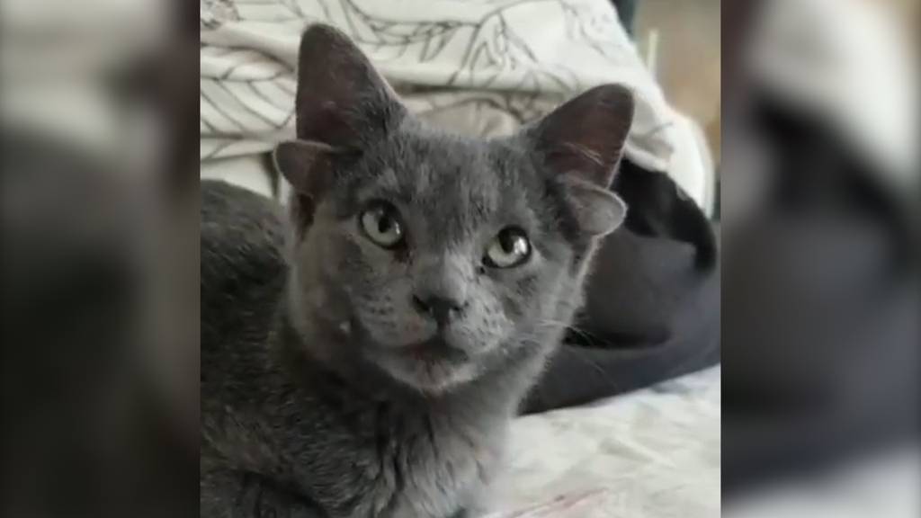 Wegen einem Gendefekt: Diese Katze wurde mit vier Ohren geboren