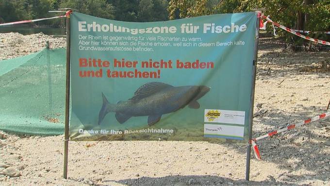 Bereits eine Tonne toter Äschen im Rhein