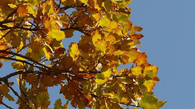 Blätter verfärben sich im Herbst – warum eigentlich?