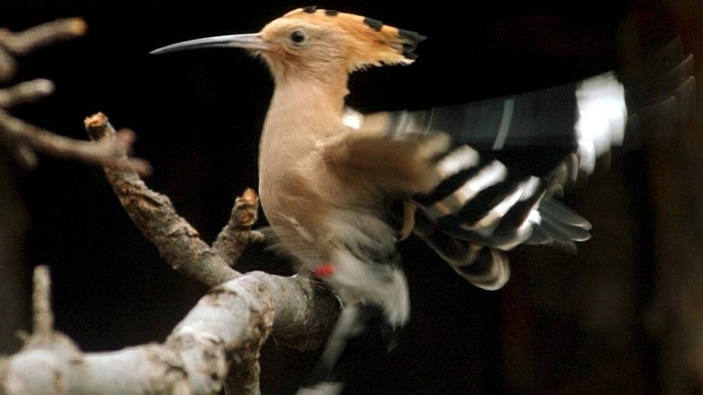 Der Wiedehopf wurde auf Grund seines unbeholfen aussehenden Flugstils für einen wenig effizienten Zugvogel angesehen. Zu Unrecht, wie eine Studie der Vogelwarte Sempach LU zeigt. (Archivbild)