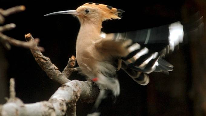 Überraschungen aus Zugvogel-Leben