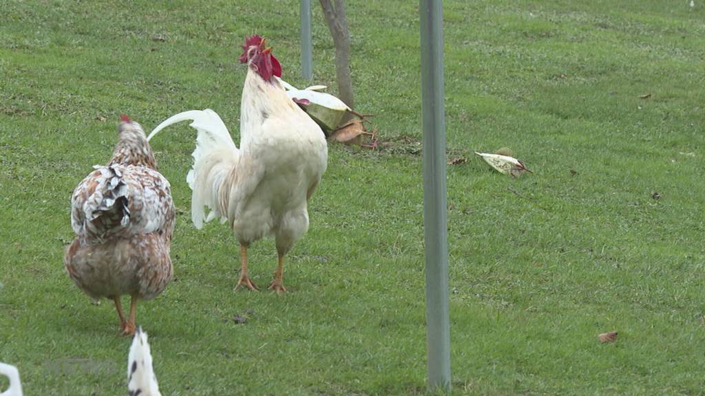 Güggel abzugeben: Weil sie in Lostorf zu früh krähen