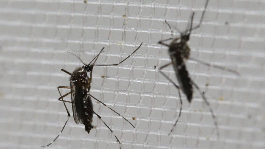 Sie sind die Übeltäter: Die Mücken aedes aegypti übertragen das Zika-Virus. Nun sind in Kolumbien drei Menschen an einer Lähmungskrankheit gestorben, die womöglich mit dem Zika-Virus in Verbindung steht. (Archiv)
