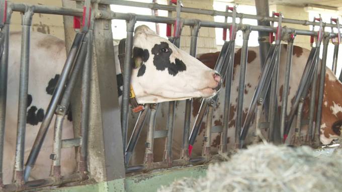 Erste Ergebnisse für weniger schädliche Gase aus der Luzerner Landwirtschaft