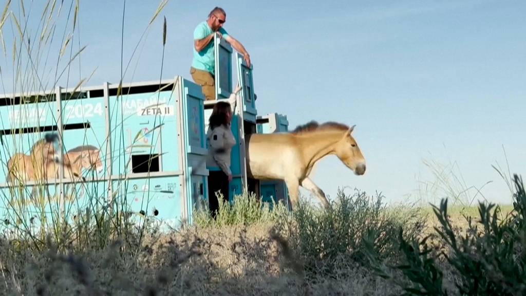 Bedrohte Wildpferde kehren in kasachische Steppe zurück