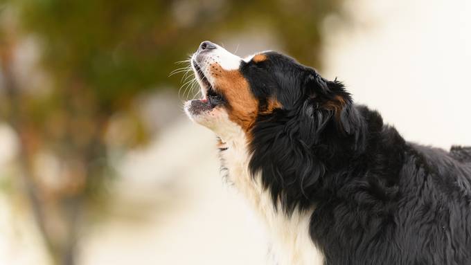Sie bellten um Hilfe: Hunde retten ihren Besitzern das Leben
