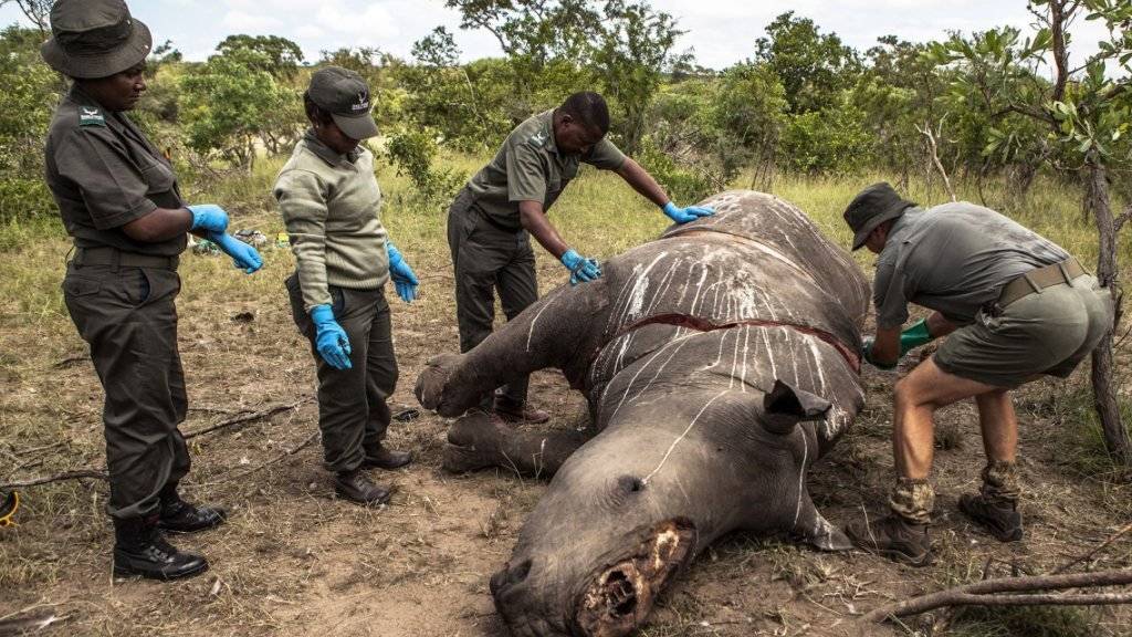 Nashorn-Wilderei ist im Krüger-Nationalpark in Südafrika weiter ein grosses Problem. (Archiv)