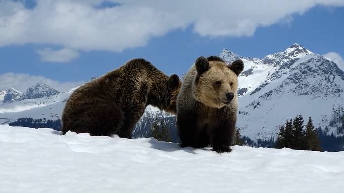 Die Aroser Bären spielen im Schnee
