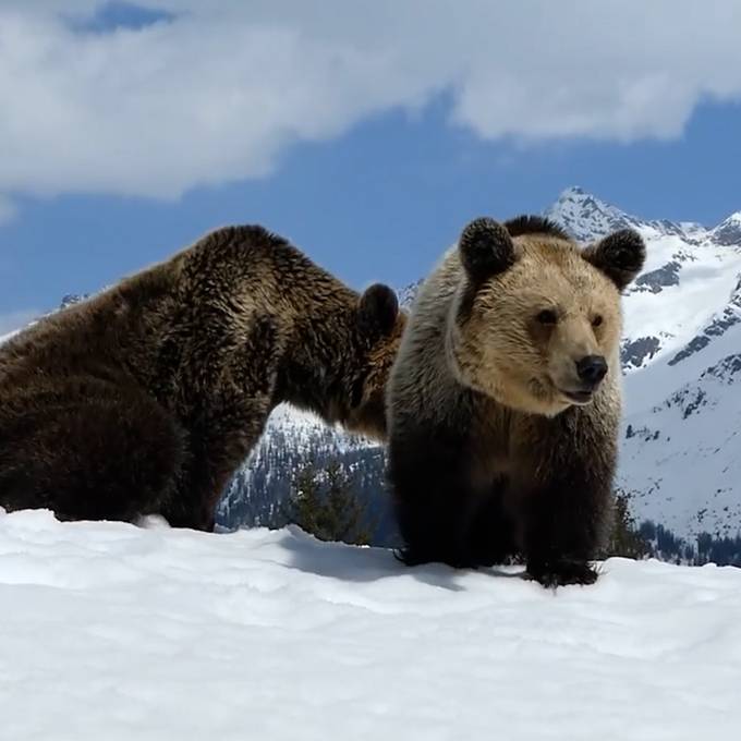 Die Aroser Bären spielen im Schnee