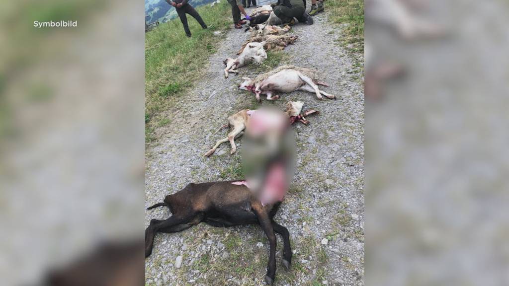 Kanton erlaubt Wolfsabschuss im Simmental